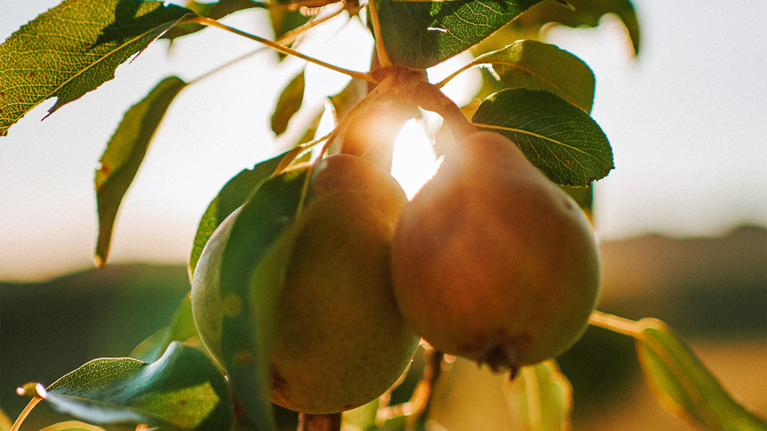 The Story Behind Pear Cider