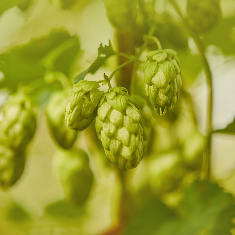 How do Hops  bring my Beer to Life?