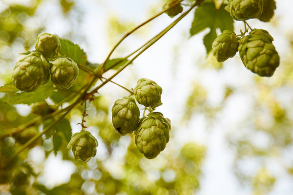 Why Is Fresh Beer Best?