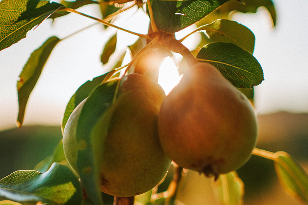 The Story Behind Pear Cider