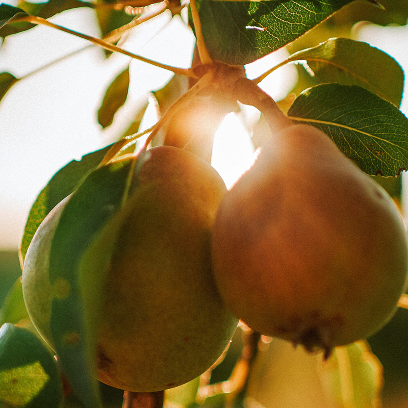 The Story Behind Pear Cider
